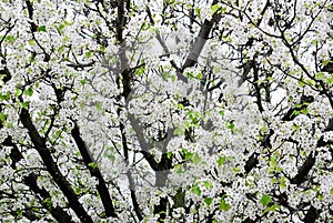 White blooming apple tree