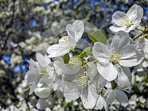 White blooming apple trees in spring sunny day against the sky. The freshness of spring. For postcard. Copy space for text, close