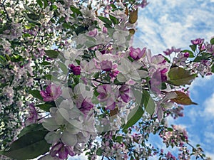 White blooming apple trees in spring sunny day against the sky. The freshness of spring. For postcard. Copy space for text, close