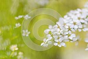 White blooming blossoms in spring