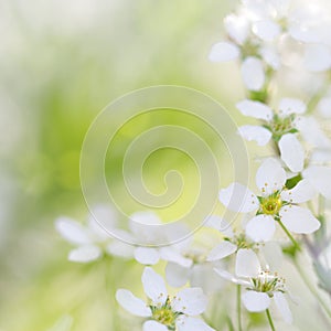 White blooming blossoms in spring
