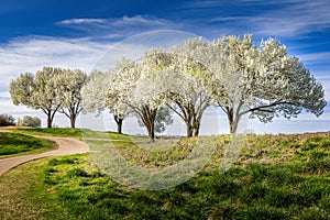 White blooming Bradford pear trees in Texas, spring has sprung