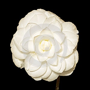White blooming Camellia Theaceae flower