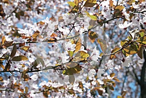 White blooming cherry