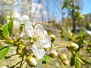 White blooming cherry blossoms. Spring concept. Spring in the city. Selective focus cherry flowers against background of blurry