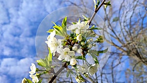 White blooming cherry flowers and buds on branch with green leaves and blue