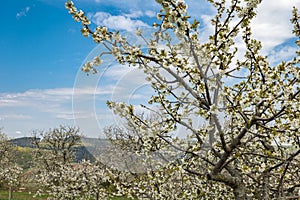 a white blooming cherry tree, in the background a cherry plantation