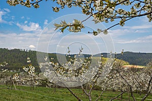 a white blooming cherry tree, in the background a cherry plantation