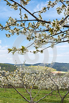 a white blooming cherry tree, in the background a cherry plantation