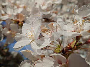 White blooming cherry tree in the spring