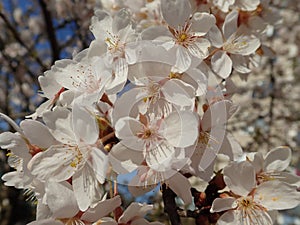 White blooming cherry tree in the spring