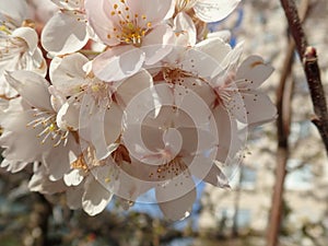 White blooming cherry tree in the spring
