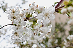 White blooming cherry tree. Spring theme.