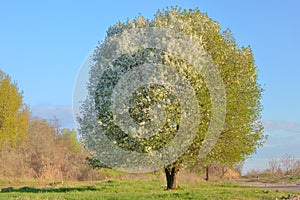 White blooming cherry tree