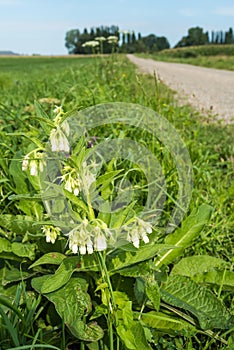 White blooming common comfrey plant