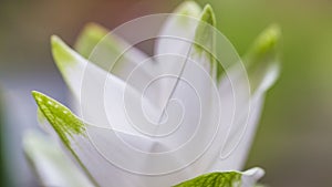 White blooming Curcuma