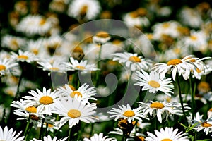 White blooming Daisy