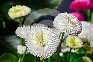 White, blooming daisy flowers in a meadow in spring