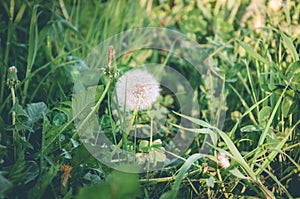 White blooming dandelion close up in the spring park