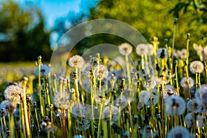 White blooming dandelions on the meadow