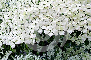 White flowers blooming Dogwood tree close up