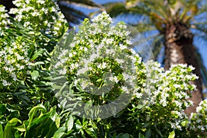 White blooming Echium