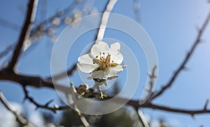 White blooming flowers on almond tree branch