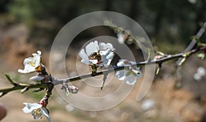 White blooming flowers on almond tree branch