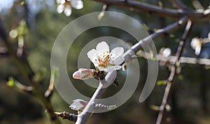 White blooming flowers on almond tree branch