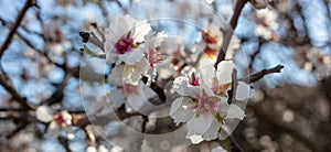 White blooming flowers on almond tree branch