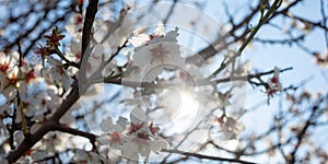 White blooming flowers on almond tree branch