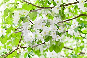 White blooming flowers on apple tree branches close up, fresh green leaves blurred background, beautiful spring cherry blossom