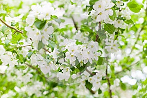 White blooming flowers on apple tree branches close up, fresh green leaves blurred background, beautiful spring cherry blossom