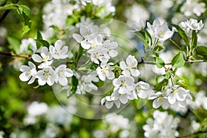 White blooming flowers apple tree branches fresh green leaves blurred bokeh background closeup, beautiful spring cherry blossom