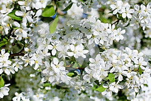 White blooming flowers apple tree branches fresh green leaves blurred bokeh background closeup, beautiful spring cherry blossom