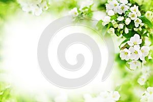 White blooming flowers on apple tree branches, green leaves blurred background, beautiful spring cherry blossom border, sakura