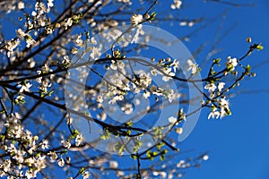 White blossom on blue sky photo