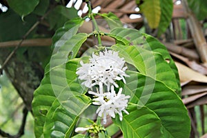 White blooming flowers of coffee bean