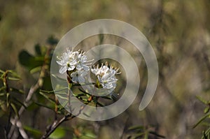 White blooming flowers of Ledum palustre in the summer forest. Purity of green wood