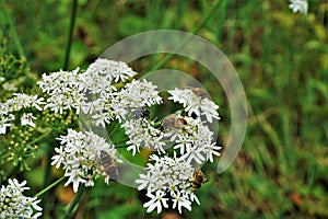 White blooming Hogweed with hoverflies spotted in La Bresse