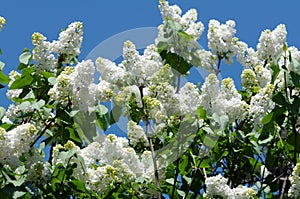 White blooming lilac