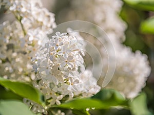 White Blooming Lilac Flowers in spring with blured background
