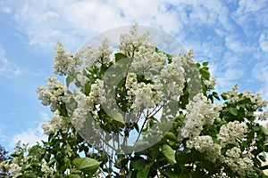 White blooming lilac in spring. Bush with lilac flowers against the blue sky. Natural background