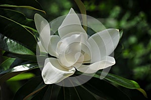 White blooming magnolia flower surrounded by bright  green foliage.