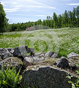 White blooming meadow behind a stone wall
