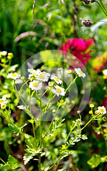 White blooming meadow flowers with red-green blurred background  2