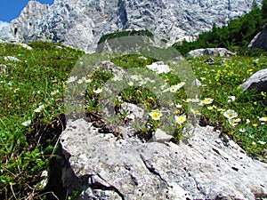 White blooming mountain avens (Dryas octopetala) flowers