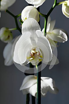 White blooming orchid flower on dark gray background close-up.