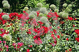 White blooming ornamental onion and red roses