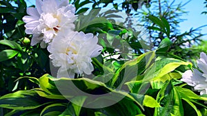 White blooming peony flowers among green hosta leaves.